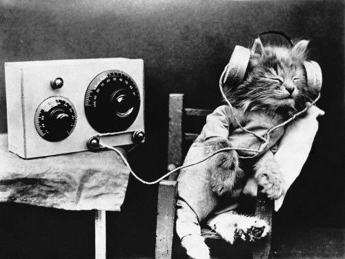 Cats may be listening too